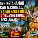 Dukung Ketahanan Pangan Nasional, Polsek Sindangbarang Panen 5 Ton Jagung Hibrida di Desa Jayagiri FF